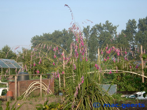 Dierama pulcherrimum